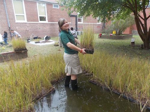 Ben Franklin High Schools students in Baltimore raise Bay Grasses in their school courtyard