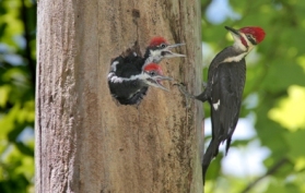 Trees as habitats woodpeckers