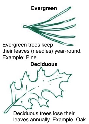 Evergreen and deciduous leaves