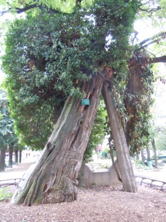 Robiniere tree in Paris