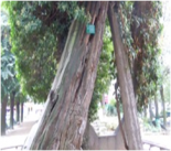 Making the Global Connection: Remarkable Trees and Forests