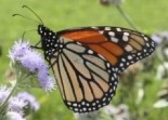 PLT Awards 28 Grants to Create Pollinator Gardens