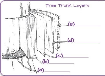 tree trunk layers