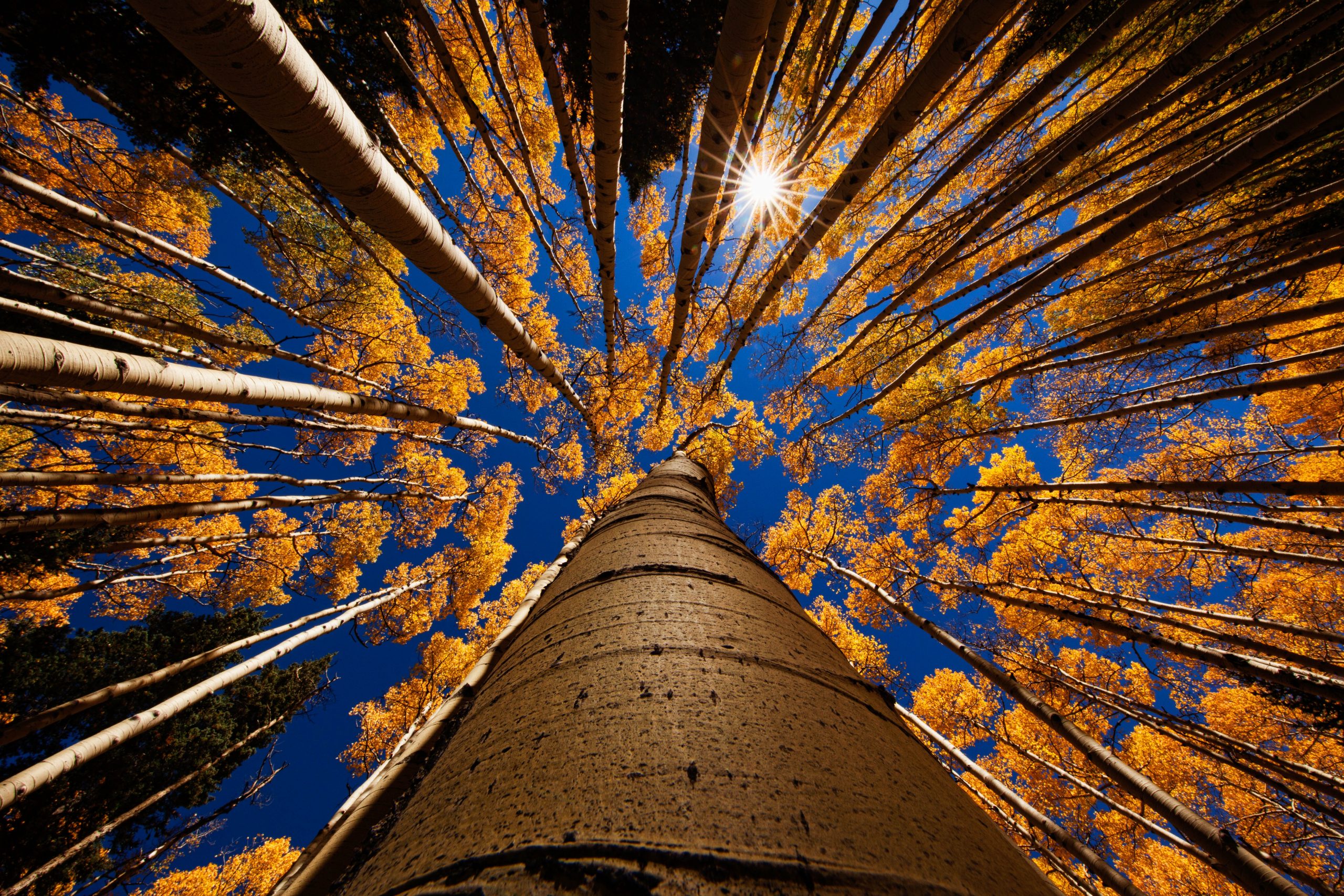 looking-up-from-the-forest-floor