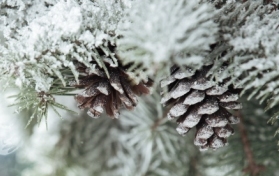 evergreens in winter cones