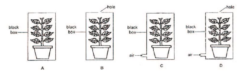 How Plants Grow