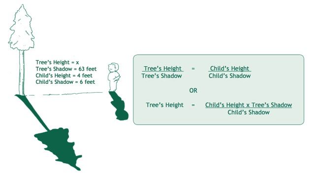 How to measure tree height