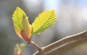 Bursting Leaf Buds