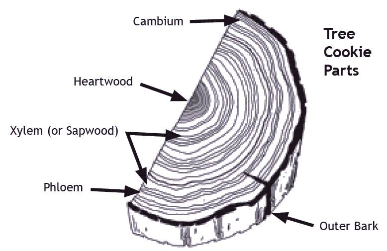 Tree cross section label