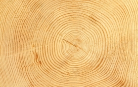 Tree cross section