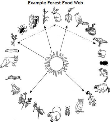 forest food web examples