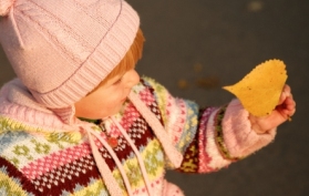 Looking at Leaves