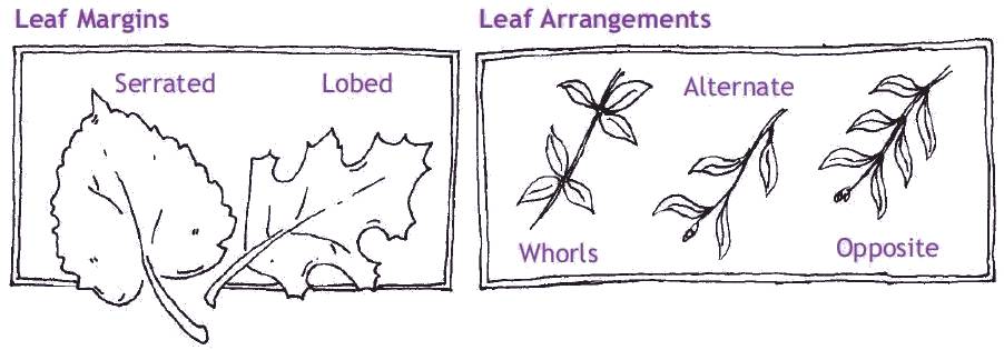 Looking at Leaves