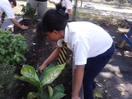 paul school raised bed garden