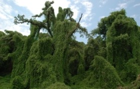 Invasive Species Kudzu