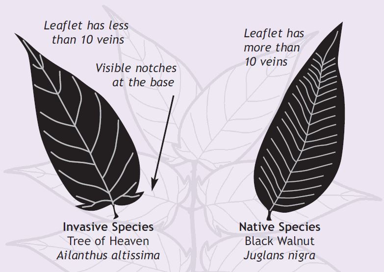 Invasive species tree of heaven