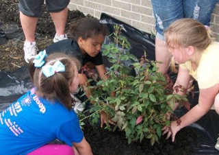 Positioning rose bush