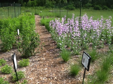 Prairie Plant Demonstration Garden