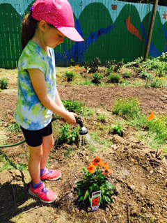  A young girl waters a plant she has just planted to attract Monarch butterflies to her school in West Virginia.