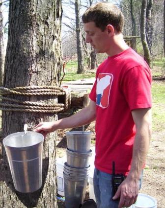 teacher tapping a maple tree