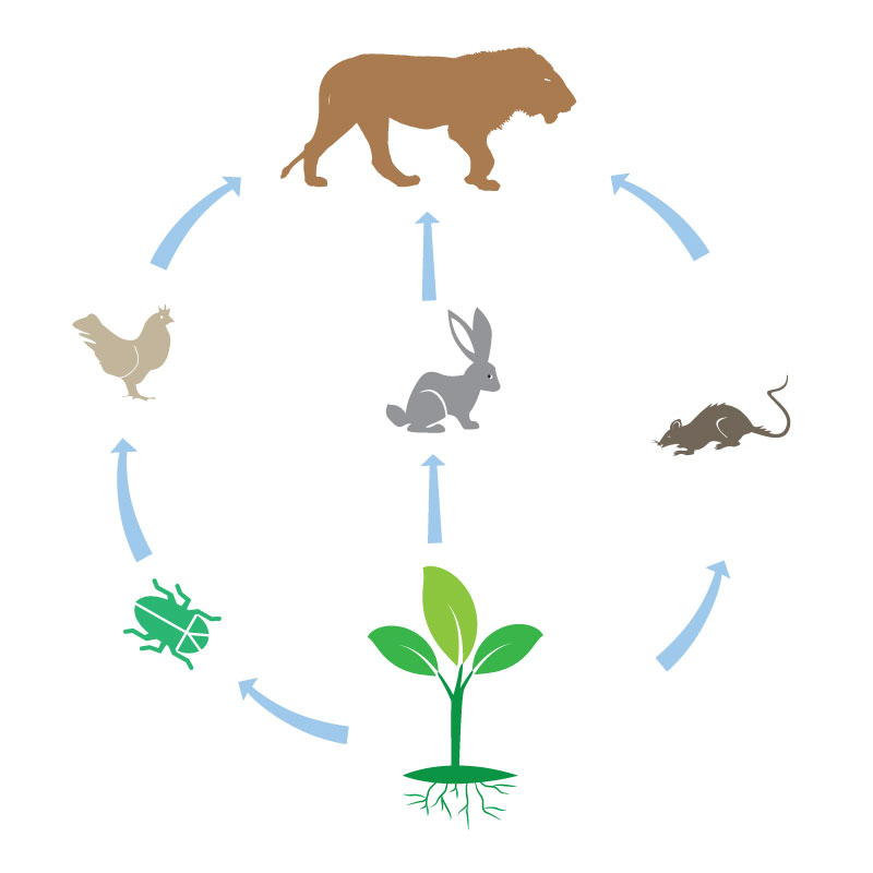 STEM Connection: Web of Life STEM Connection: Web of Life