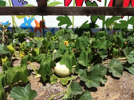 school garden