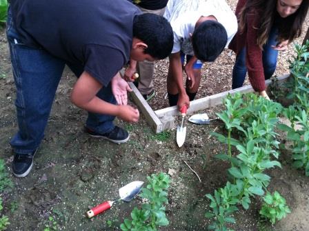 planting fava beans