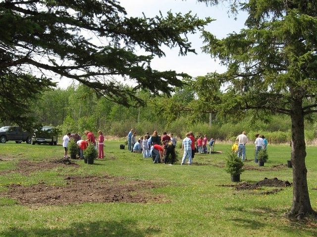 tree planting