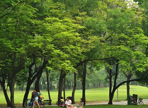 trees-in-park