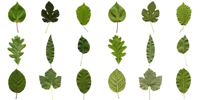 Leaf Characteristics Chart