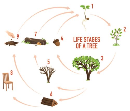 illustrations_for_tree_life_stages