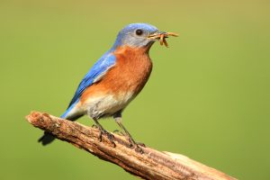 birds and worms nature family activity