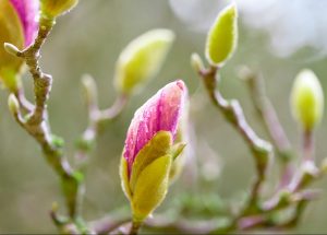 bursting buds nature activity for family