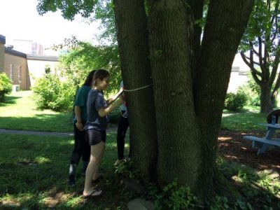 High school students measure trees