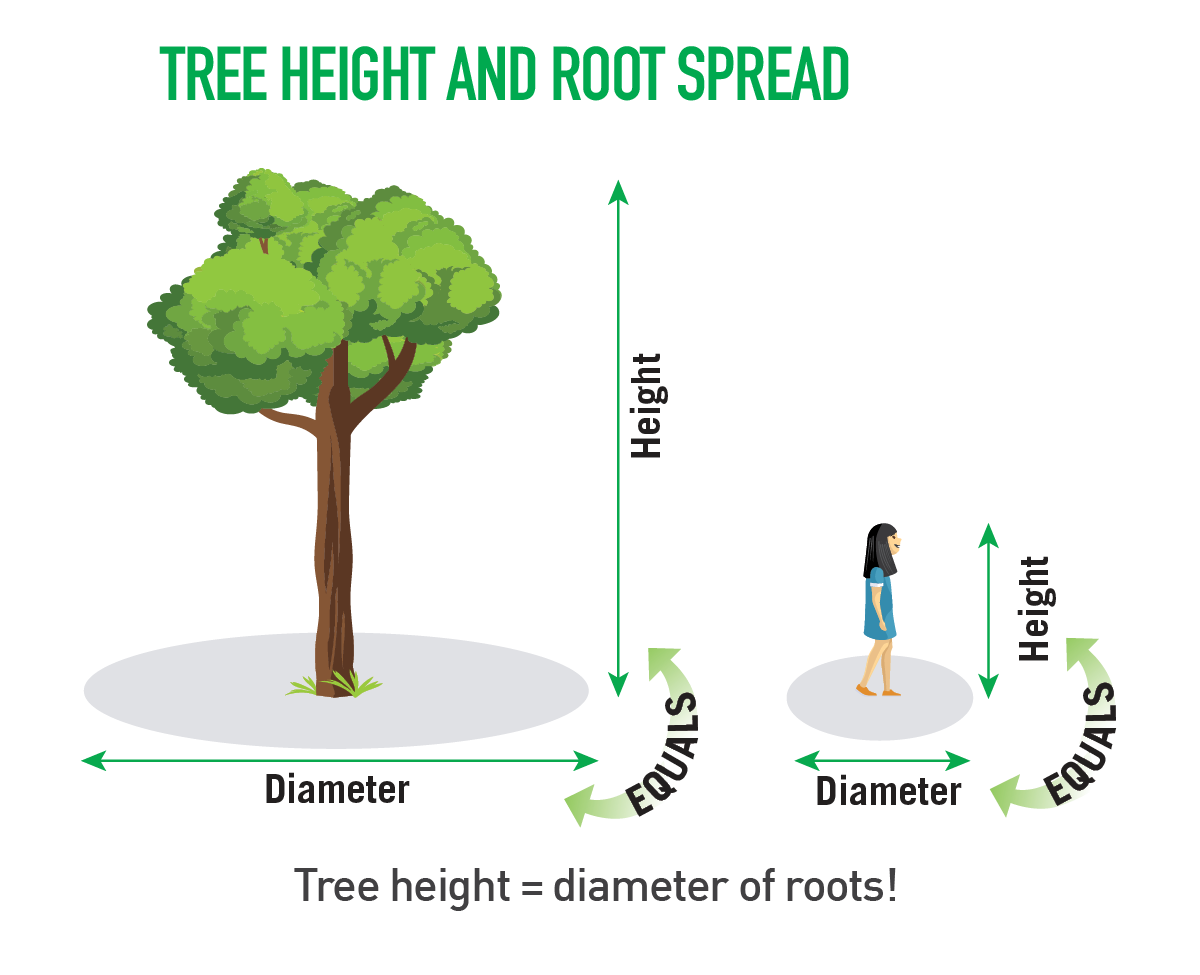 Tree height equals diameter of roots