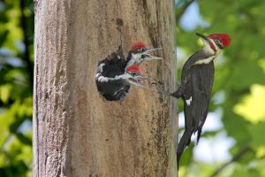 trees as habitats