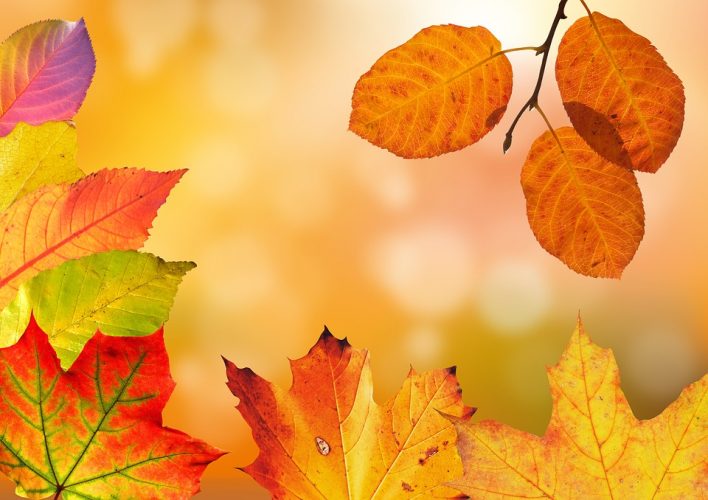 a collage of orange and red leaves illustrate fall leaf activities for young learners