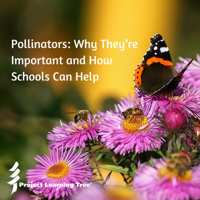 Pollinators: Why they're important and how schools can help