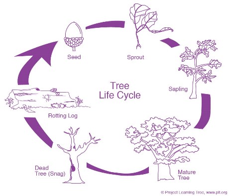 oak tree cycle