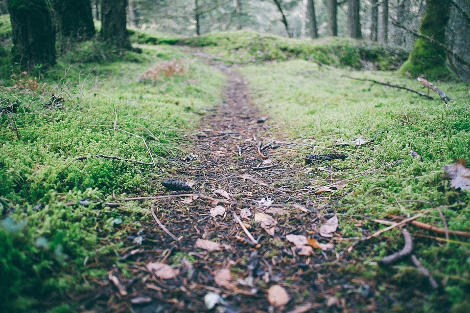 Hiking trail in the forest