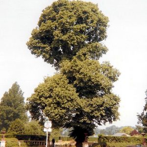 English Elm Tree