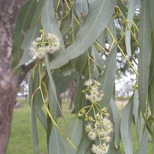 Eucalyptus Coolabah Leaves