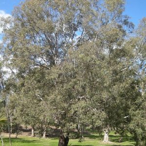 Eucalyptus Coolabah Tree