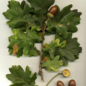 Oak leaves and acorns