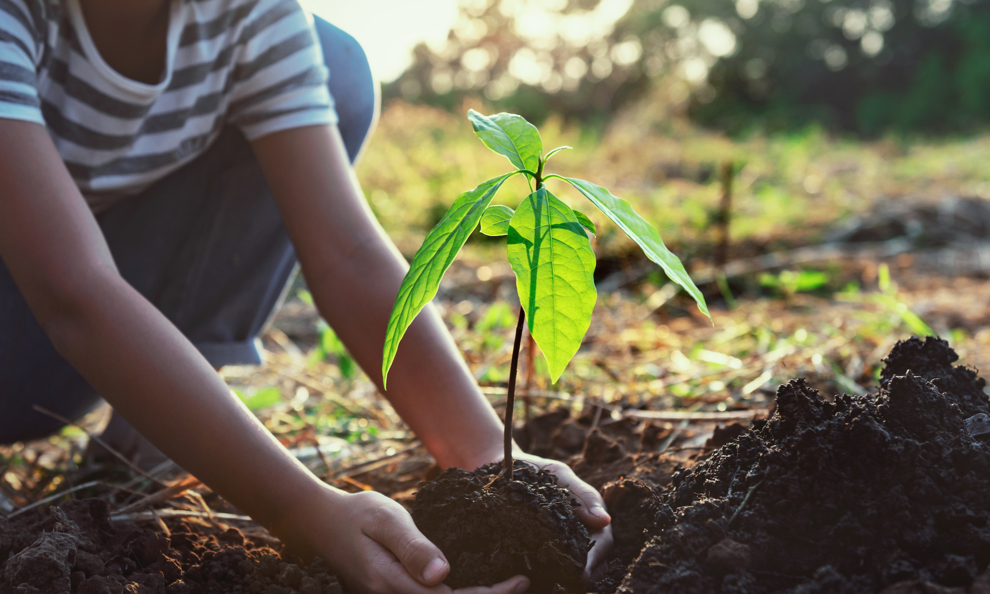 hands planting a seedling