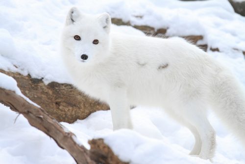 Example of active camouflage: An arctic fox blends in with its surroundings in winter