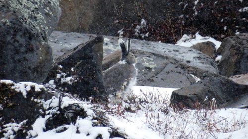 Example of active camouflage: This artic hare blends in with its surroundings