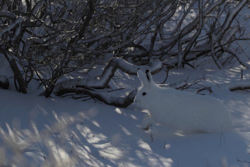 Example of active camouflage: This artic hare blends in with its surroundings in winter