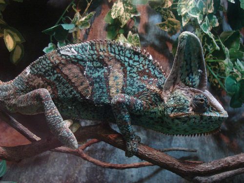 Chameleon: Active camouflage example