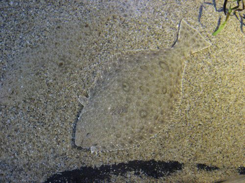 A flounder actively camouflages with the bottom of the sea